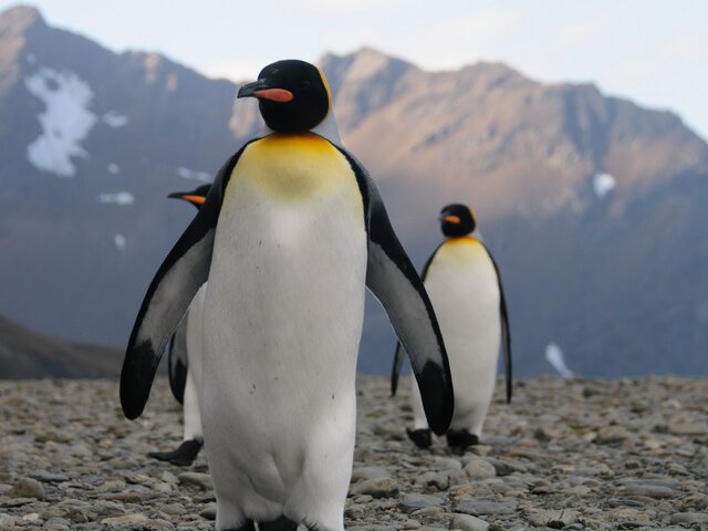 AS: отступление льдов Антарктиды уничтожает колонии императорских пингвинов