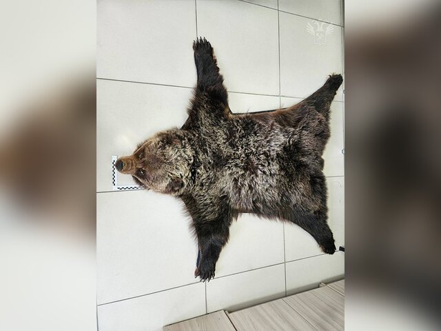Ковер из шкуры медведя обнаружили в вещах летевшей из РФ китаянки