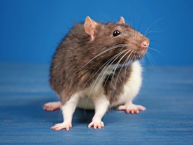 Livescience: мужчина попал в реанимацию после укуса зараженной крысы в Канаде