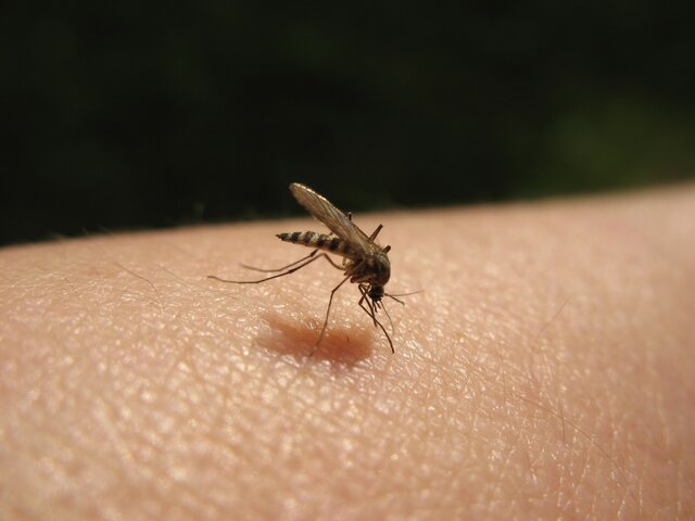 Роспотребнадзор не увидел риска в новых вирусах, обнаруженных в комарах и клещах