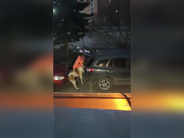 Женщина привязала к машине больную собаку в Красноярске