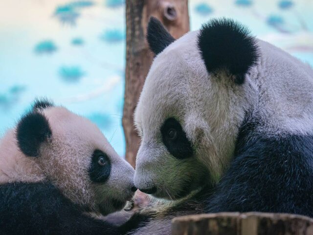Директор зоопарка Москвы Акулова рассказала Путину, что панда Катюша родилась по любви