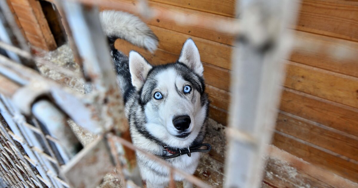 Питомник приют для собак. Собачий приют в московской области. Приют бездомных собак в мо. Приют для животных в москве. Приют для собак в брянске.