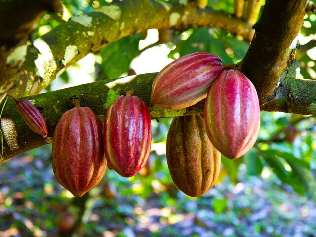 Производители шоколада начали отказываться от какао из-за роста цен – СМИ