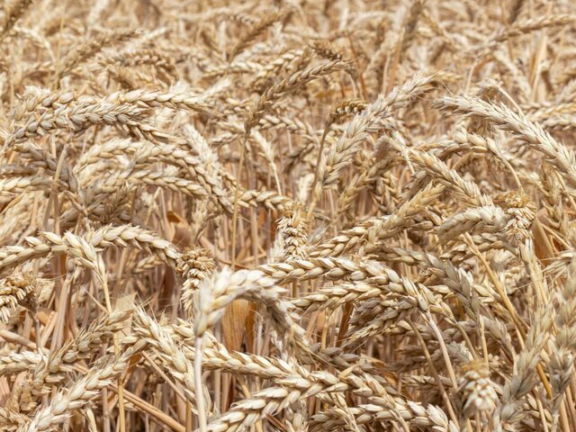 В Кремле проанализируют сообщения о планах ЕС ввести пошлины на зерно из РФ