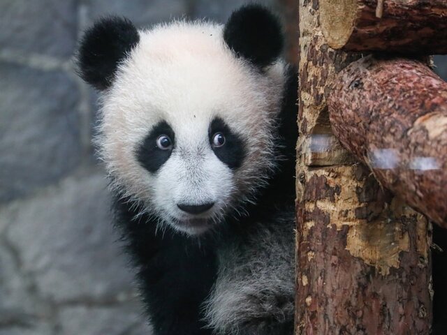 Директор зоопарка рассказала о периоде взросления панды Катюши