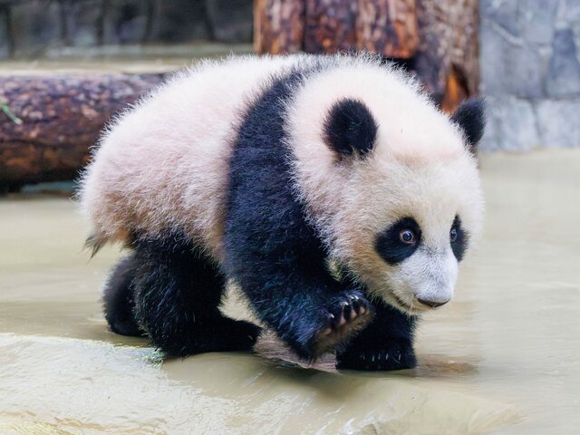 В Московском зоопарке рассказали, что панду Катюшу увезут в КНР в 2025–2027 годах