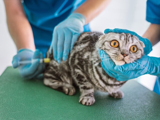 Москва 24: специалисты расскажут о профилактике болезней у домашних животных