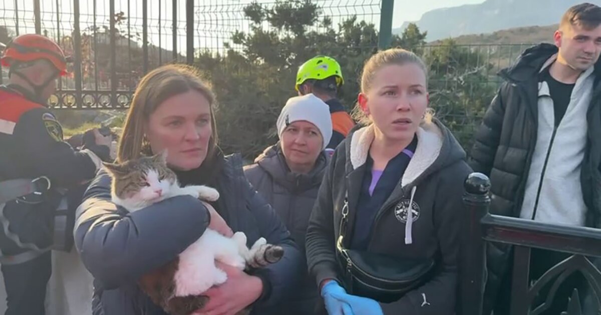 Кадры со спасенной в Ялте кошкой Мусей появились в Сети Кадры со спасенной в Ялте кошкой Мусей появились в Сети