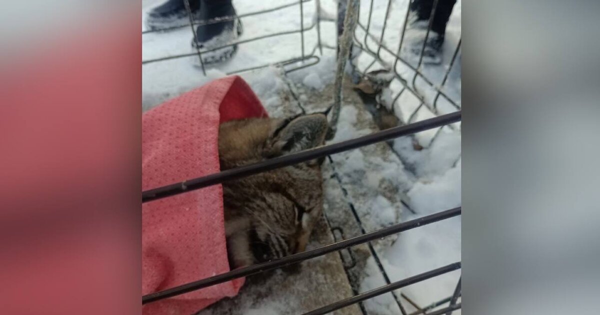 Рысь залезла в жилой дом и задушила кошку в ХМАО Рысь залезла в жилой дом и задушила кошку в ХМАО