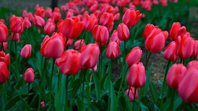 Более 170 тыс тюльпанов и виол украсят Кремль ко Дню Победы