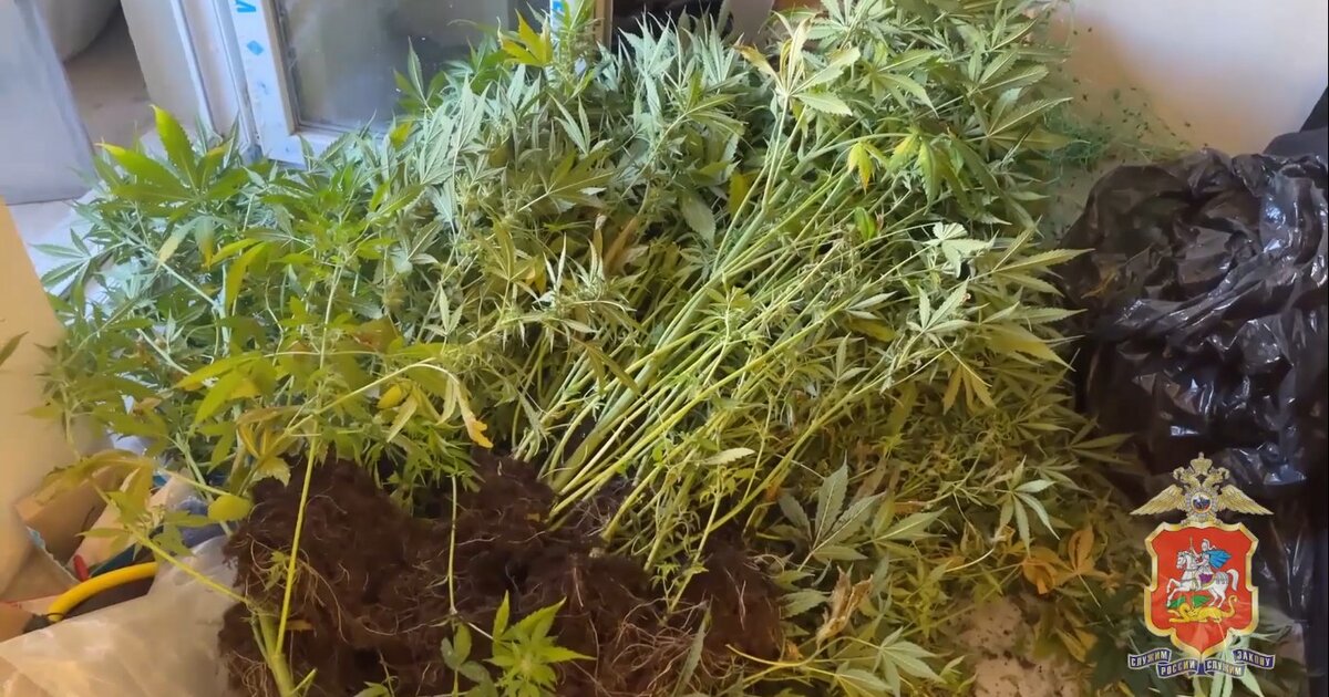 В Яхроме полиция изъяла у мужчины более 30 кустов конопли и килограмм марихуаны В Яхроме полиция изъяла у мужчины более 30 кустов конопли и килограмм марихуаны