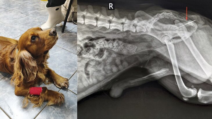 Столичные ветеринары спасли кокер-спаниеля, проглотившего швейную иглу