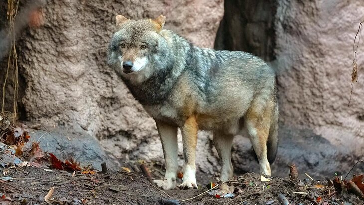 Самец евразийского волка появился в Московском зоопарке