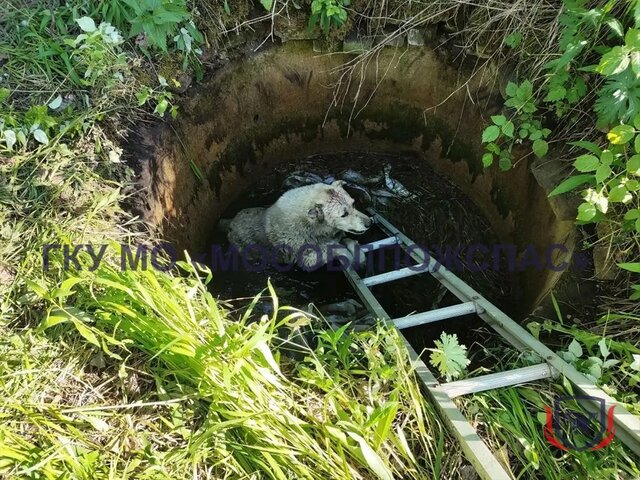В Можайске спасли собаку, которая провалилась в колодец