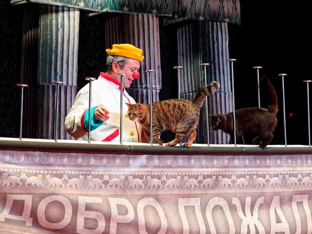 "Мосбилет" рассказал, как бездомные животные становятся арти
