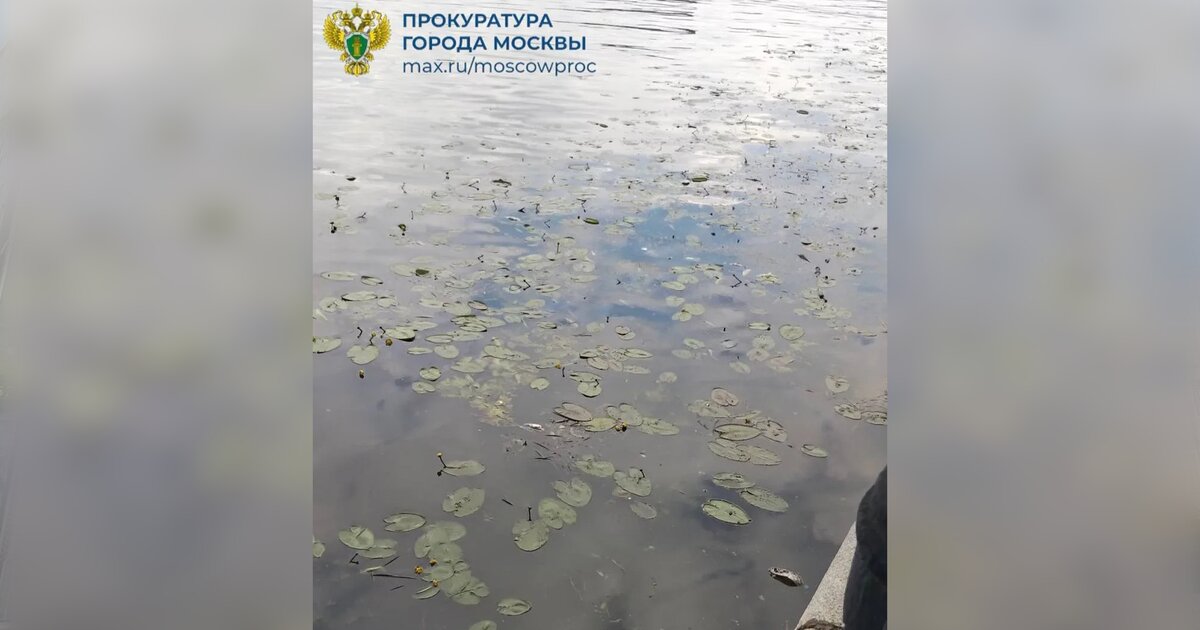 Прокуратура начала проверку по факту гибели рыбы в Москве-реке