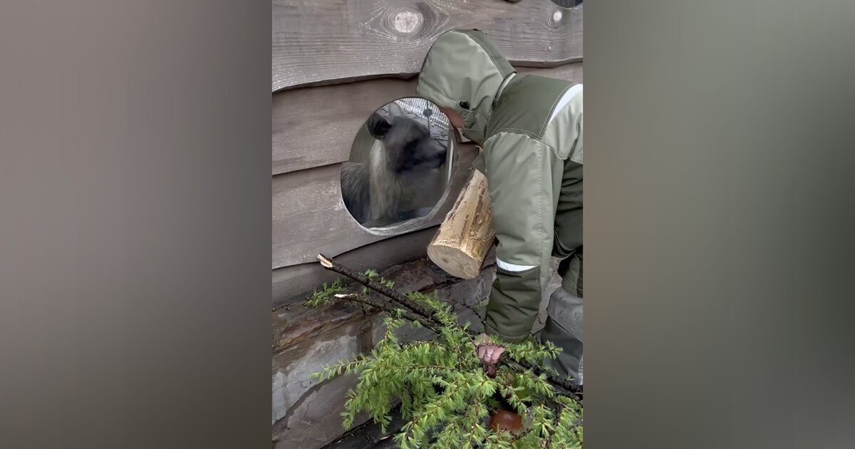 Обитателям Московского зоопарка раздали сломанные после непогоды ветки Обитателям Московского зоопарка раздали сломанные после непогоды ветки