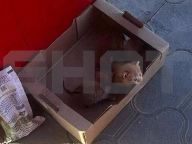 Сотрудница магазина на Ставрополье жестоко убила бездомных котят