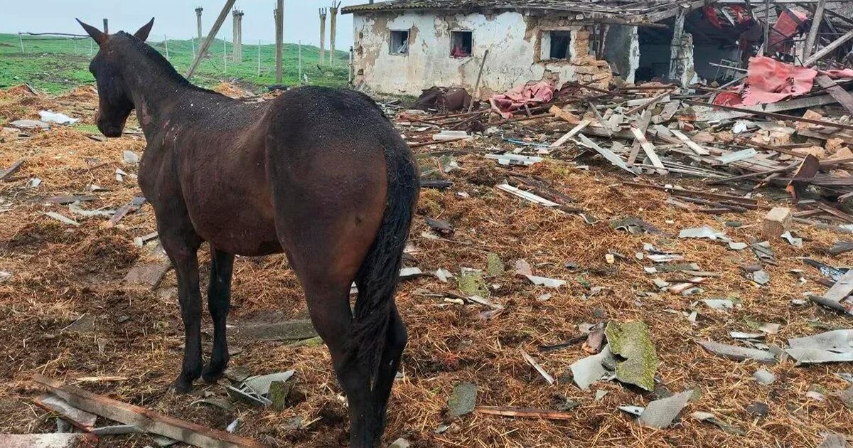 В Запорожской области 14 лошадей погибли при атаке БПЛА на ферму В Запорожской области 14 лошадей погибли при атаке БПЛА на ферму