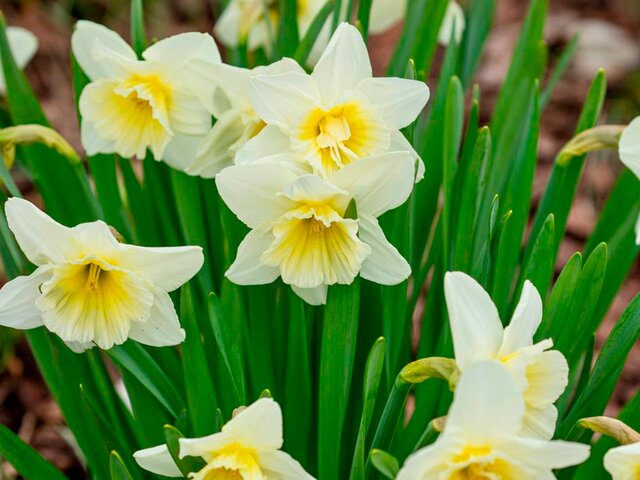 Нарциссы зацвели в парке искусств 