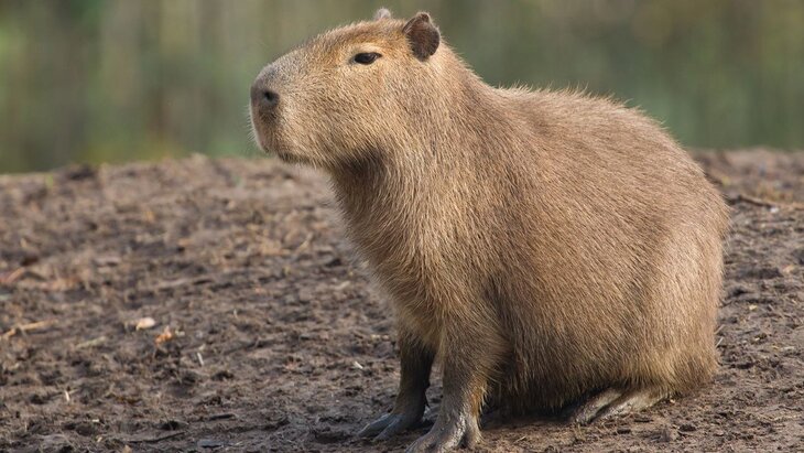 Ботанический сад в Китае объявил в розыск сбежавшую капибару-преступницу