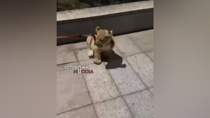 Депприроды проведет проверку после выгула львенка в центре Москвы