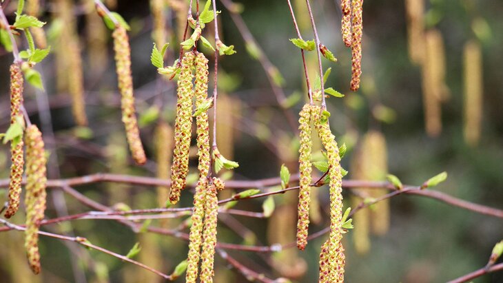 Береза зацвела в Москве