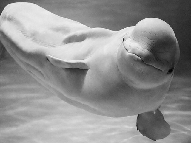 В "Москвариуме" сообщили о смерти 35-летней белухи Понки