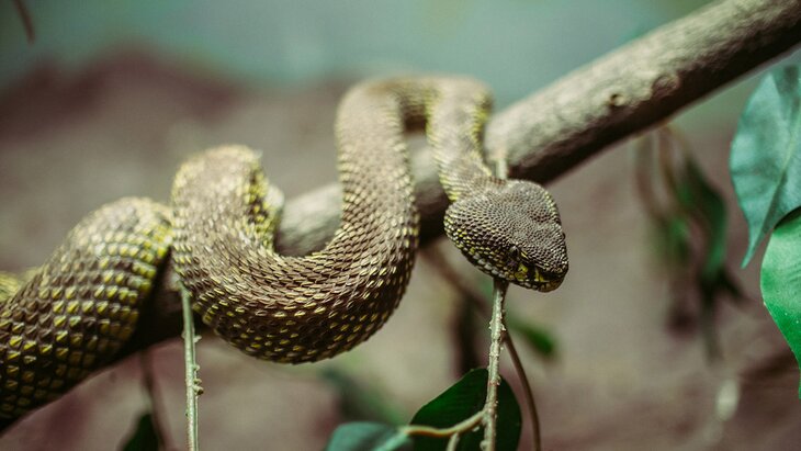 Россиянка пыталась вывезти из Индонезии редких змей