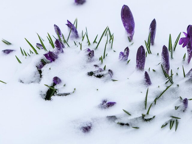 Снег в Москве в 2026 году может остаться до второй половины апреля