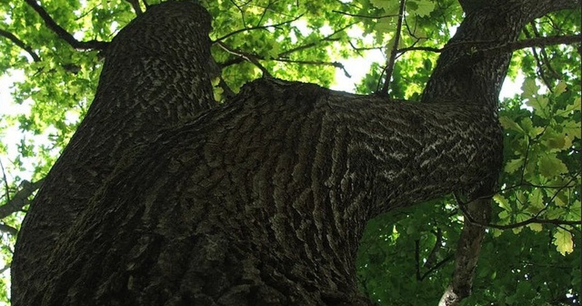 Почему дуб является памятником живой природы. Петровский дуб Кузьминки. Дуб черешчатый в парке Кузьминки. Старый дуб Кузьминского лесопарка. Дуб Петра 1 в Кузьминках.