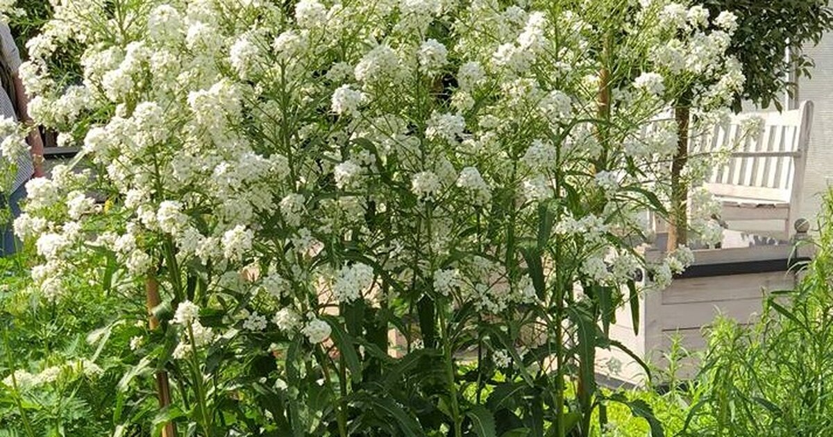 Цветение хрена