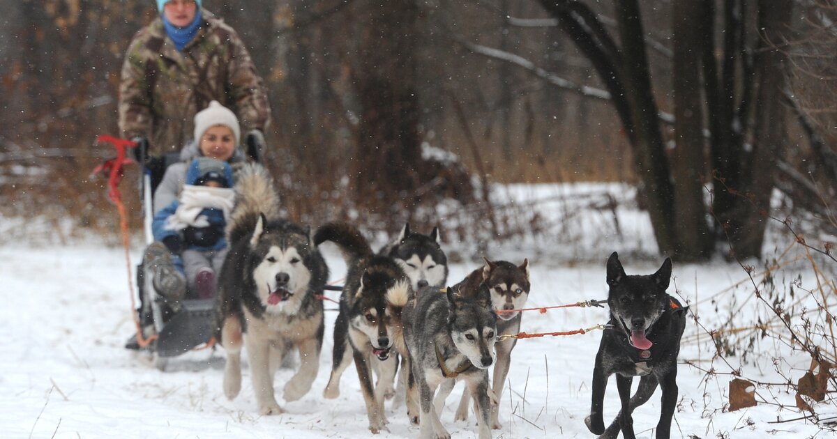 Царицыно собачья площадка. Собаки строгино. Царская резиденция в коломенском. Парк сосенки в царицыно. Лиса в царицынском парке.