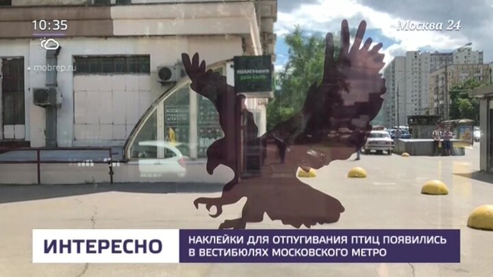 Меры по борьбе с присутствием птиц