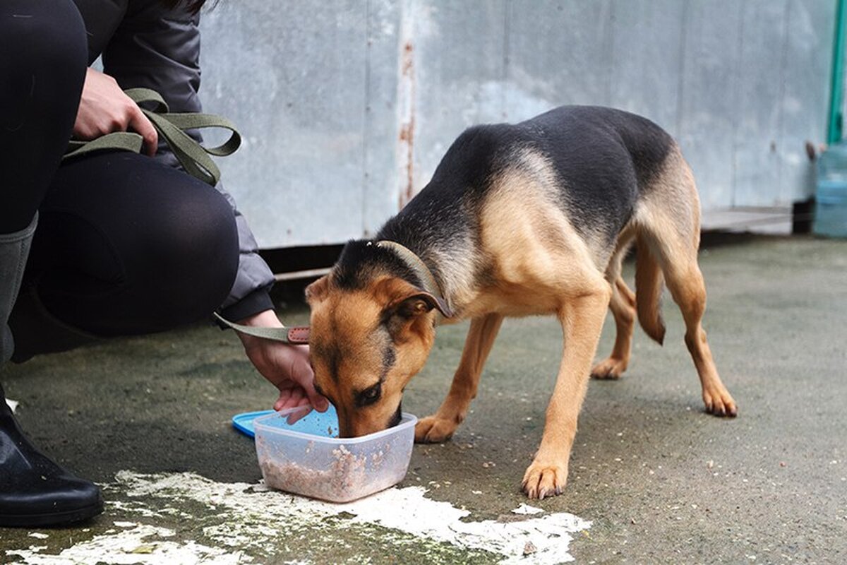 Важность правильного баланса питательных веществ