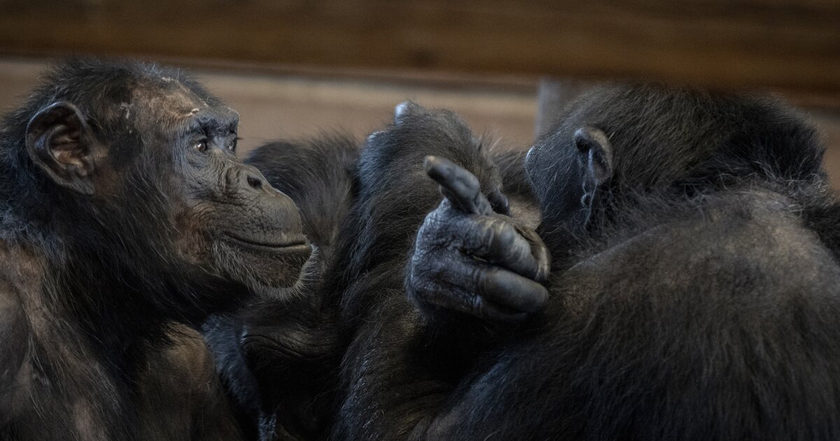 У шимпанзе в соматических клетках 48. Политика у шимпанзе. Что происходит в голове у шимпанзе.
