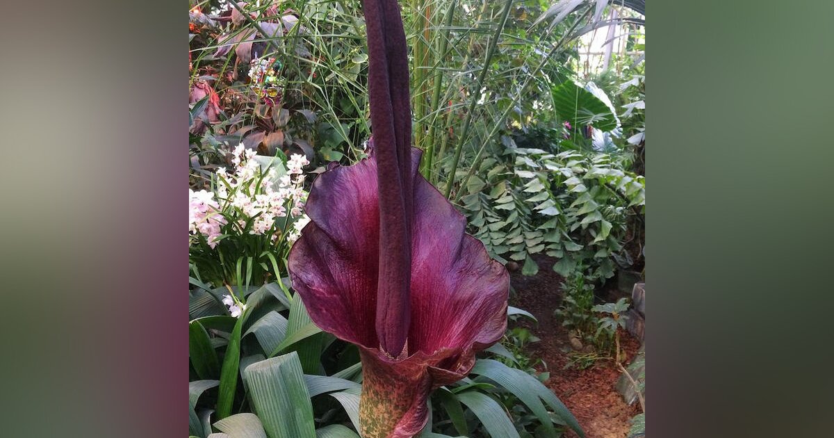 Змеиная пальма аморфофаллус. Аморфофаллус комнатный. Аморфофаллус титаниум. Аморфофаллус титанический. Аронник обыкновенный.