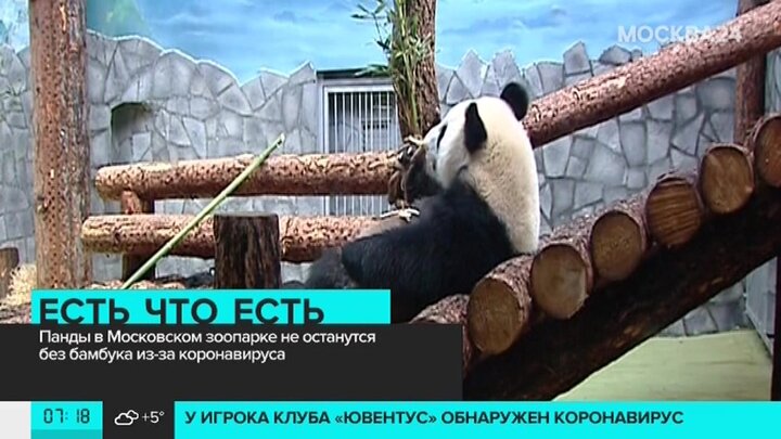 Где панды в московском зоопарке. Павильон панд в Московском зоопарке. Где находится Панда в Московском зоопарке. Панда в Московском зоопарке привезли на самолете. Стоимость аренды панды в Московском зоопарке.