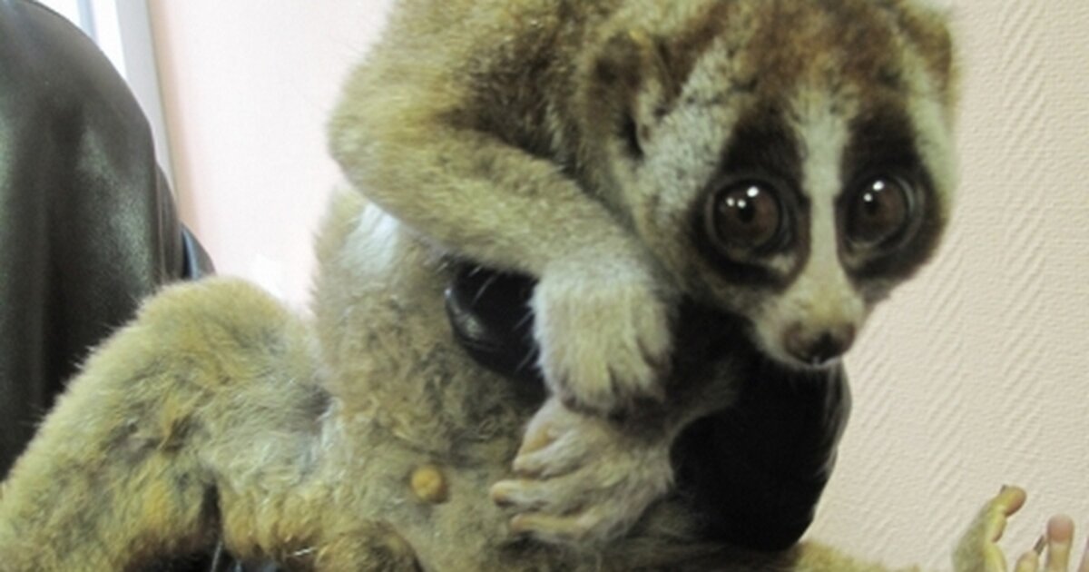 Купить Лемура В Минске Цена Животное