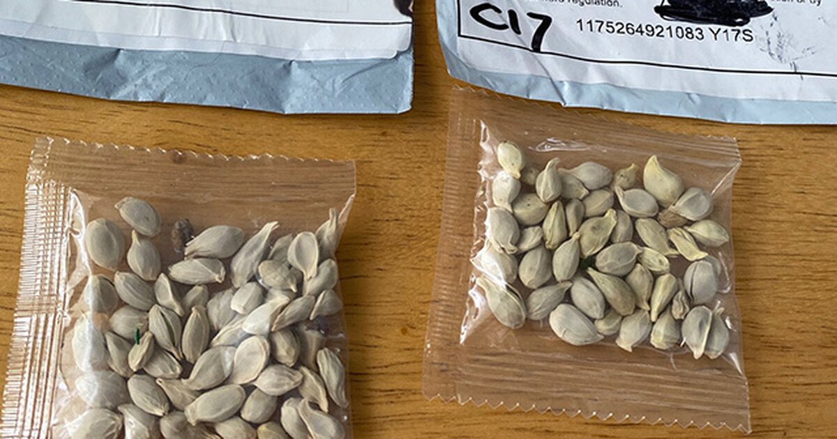 Семена с китая