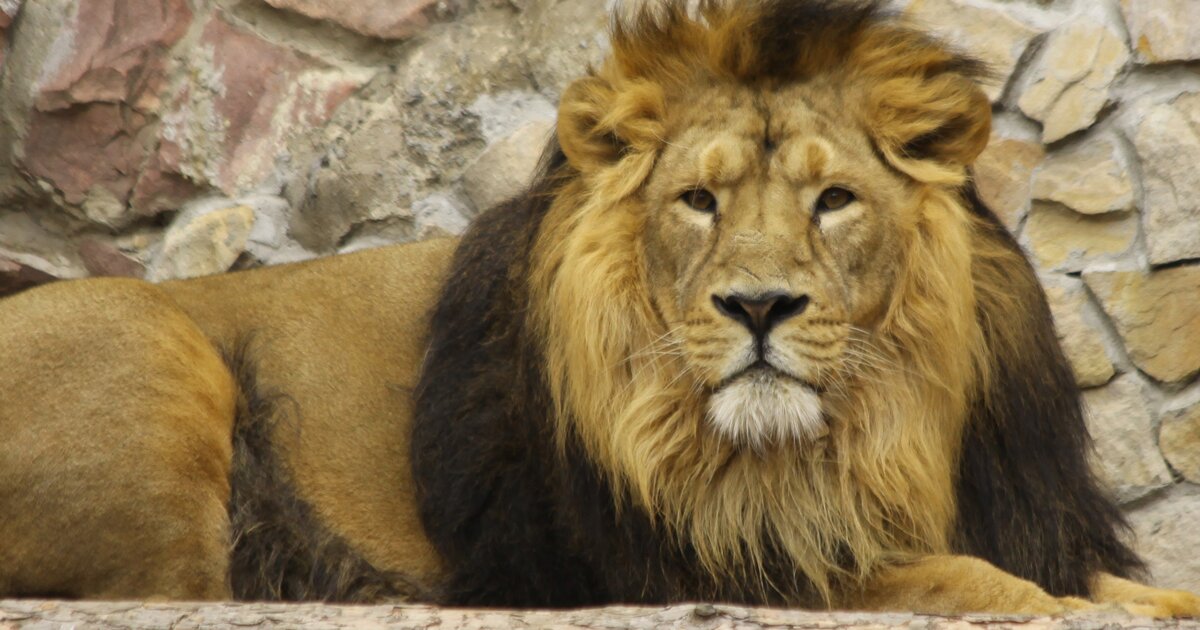 лев вторая половина года. лев знак зодиака характеристика. знак зодиака лев мужчина. чёрный лев всего 2 на земле. бенгальский лев в профиль.