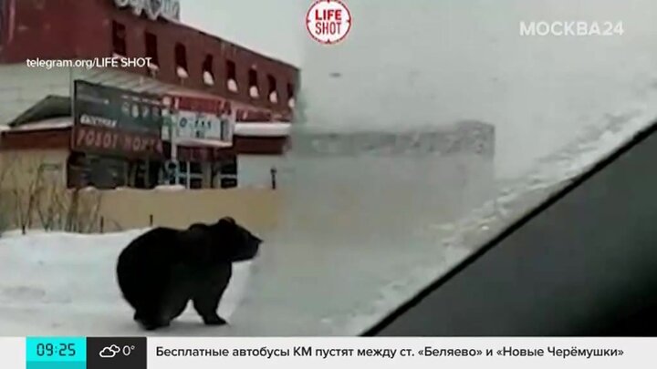 Белый Медведь Нижневартовск Магазин Каталог Товаров