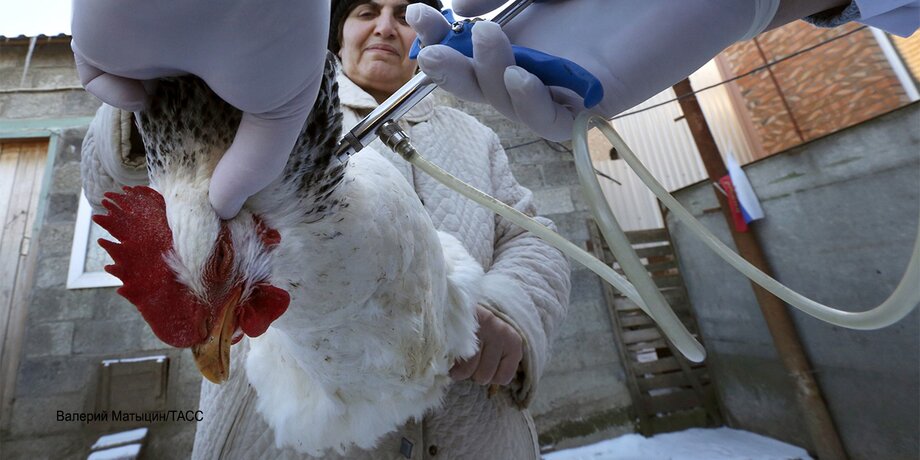 Птичий грипп уже в России: что известно о болезни и заражении людей