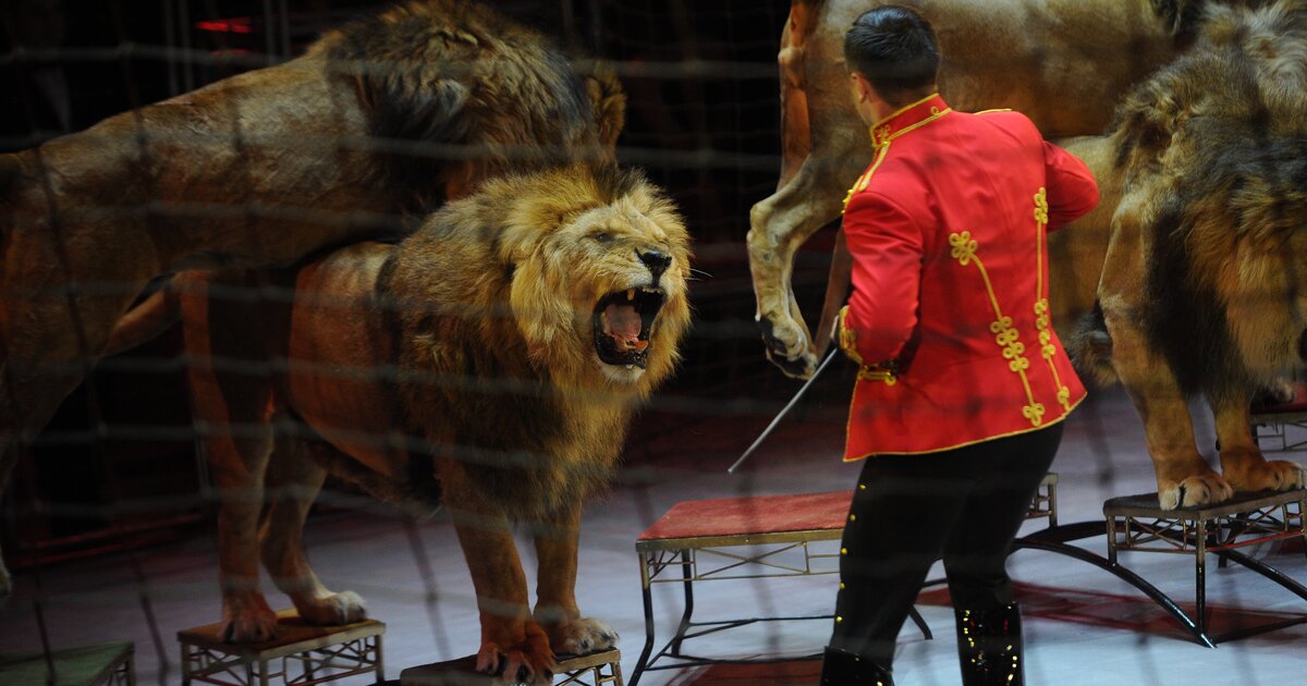 Животные в цирке запрет. Как дрессируют животных в цирке за кулисами. Обращения с животными в цирке. Запрет животных в цирке