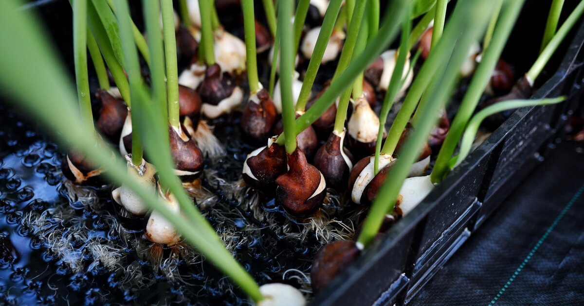 Лук шекспир фото. Лук растет на грядке. Лук суворова семена. Сообщество лук. Как сделать лук альтушки.
