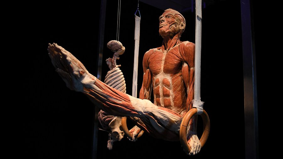 Организаторы выставки Body Worlds прокомментировали ...