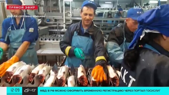Красная Рыбка Магазин