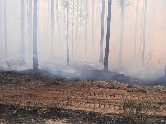 Детские лагеря в Марий Эл эвакуировали из-за лесного пожара
