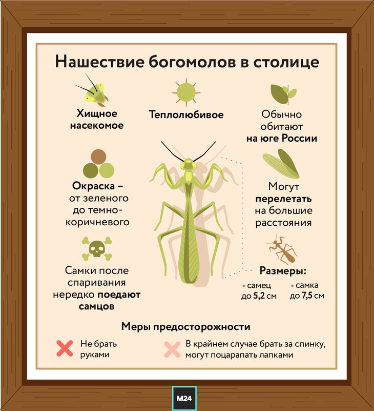 Как живут в Москве черные русские тараканы, тропические клопы, комары-кусаки и другие домашние насекомые